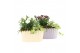 Arrangementen tuinplanten 31557: Outdoor summer arrangement 2 pp 