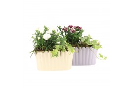 Arrangementen tuinplanten 31557: Outdoor summer arrangement 2 pp