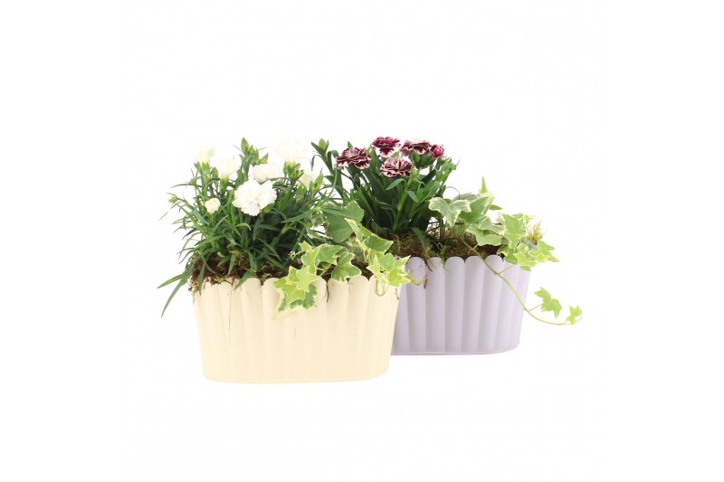 Arrangementen tuinplanten 31557: Outdoor summer arrangement 2 pp Arrangementen tuinplanten 31557: Outdoor summer arrangement 2 pp