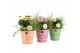 Arrangementen tuinplanten 31595: Outdoor summer arrangement 3 pp 