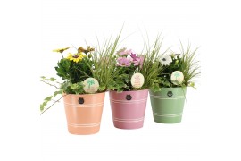 Arrangementen tuinplanten 31595: Outdoor summer arrangement 3 pp