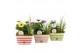 Arrangementen tuinplanten 31599: Outdoor summer arrangement 2 pp 