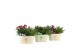 Arrangementen tuinplanten 31605: Outdoor summer arrangement 2 pp 