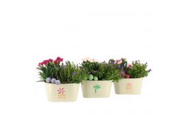Arrangementen tuinplanten 31605: Outdoor summer arrangement 2 pp