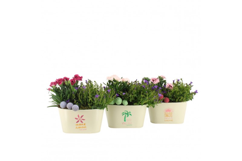 Arrangementen tuinplanten 31605: Outdoor summer arrangement 2 pp Arrangementen tuinplanten 31605: Outdoor summer arrangement 2 pp