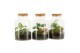 Arrangementen kamerplanten 90068: Terrarium 