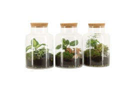 Arrangementen kamerplanten 90068: Terrarium