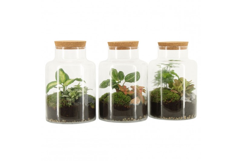 Arrangementen kamerplanten 90068: Terrarium 