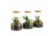Arrangementen kamerplanten 90068: Terrarium 