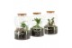 Arrangementen kamerplanten 90687: Terrarium 