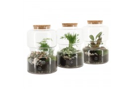 Arrangementen kamerplanten 90687: Terrarium