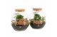 Arrangementen kamerplanten 90683: Terrarium 