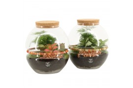Arrangementen kamerplanten 90683: Terrarium