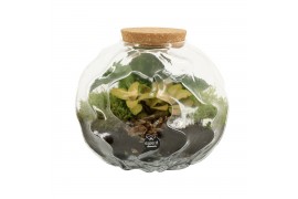 Arrangementen kamerplanten 90675: Terrarium