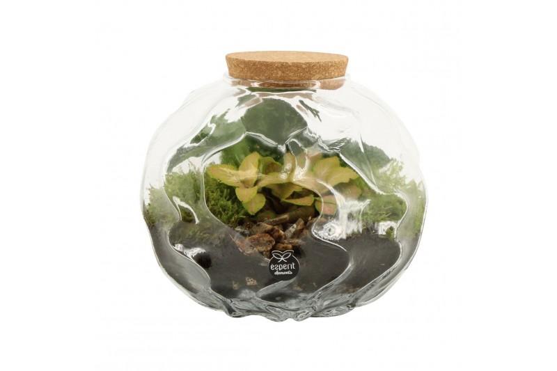 Arrangementen kamerplanten 90675: Terrarium 