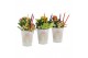 Arrangementen kamerplanten 31359: Love school arrangement 2 pp 
