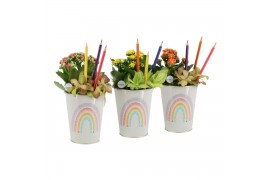 Arrangementen kamerplanten 31359: Love school arrangement 2 pp