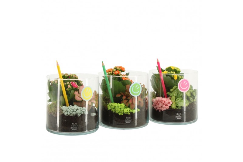 Arrangementen kamerplanten 31574: Love school arrangement 2 pp Arrangementen kamerplanten 31574: Love school arrangement 2 pp