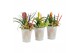 Arrangementen kamerplanten 31360: Love school arrangement 2 pp 