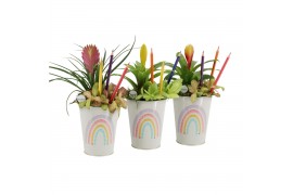 Arrangementen kamerplanten 31360: Love school arrangement 2 pp
