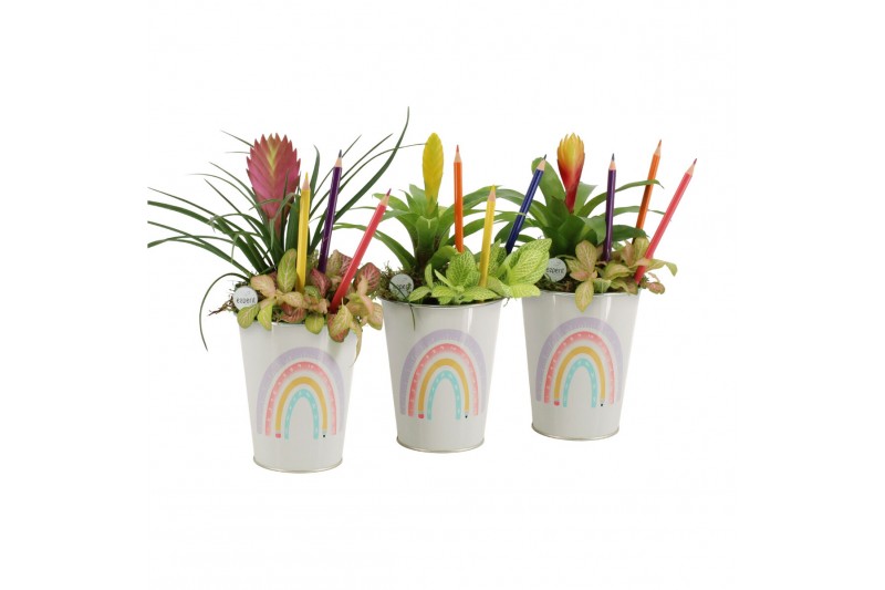 Arrangementen kamerplanten 31360: Love school arrangement 2 pp Arrangementen kamerplanten 31360: Love school arrangement 2 pp