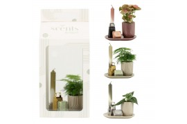 Arrangementen kamerplanten 90710: Scents arrangement