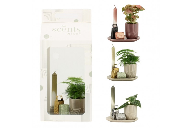 Arrangementen kamerplanten 90710: Scents arrangement 