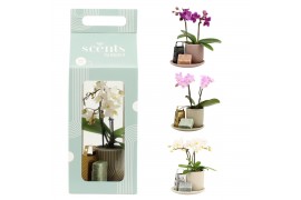 Arrangementen kamerplanten 90619: Scents arrangement