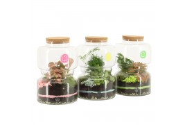 Arrangementen kamerplanten 31593: Love school arrangement 2 pp