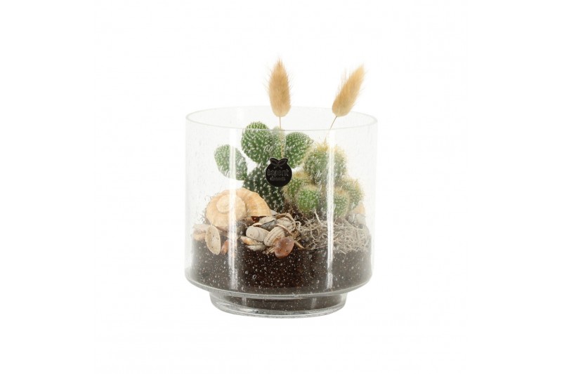 Arrangementen kamerplanten 31501: Maritiem arrangement 2 pp Arrangementen kamerplanten 31501: Maritiem arrangement 2 pp