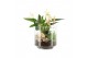 Arrangementen kamerplanten 31499: Maritiem arrangement 2 pp 