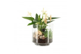 Arrangementen kamerplanten 31499: Maritiem arrangement 2 pp