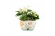 Arrangementen kamerplanten 31511: Maritiem arrangement 3 pp 