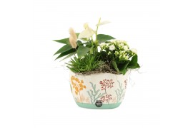 Arrangementen kamerplanten 31511: Maritiem arrangement 3 pp
