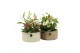 Arrangementen kamerplanten 11548: Raw Beauty arrangement 3 pp 