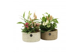 Arrangementen kamerplanten 11548: Raw Beauty arrangement 3 pp