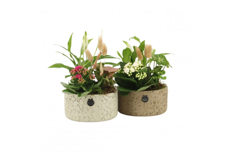 Arrangementen kamerplanten 11548: Raw Beauty arrangement 3 pp Arrangementen kamerplanten 11548: Raw Beauty arrangement 3 pp