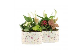 Arrangementen kamerplanten 11502: Raw Beauty arrangement 3 pp