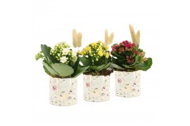 Arrangementen kamerplanten 11497: Raw Beauty arrangement 1 pp