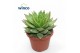 Echeveria lipstick 