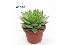 Echeveria lipstick