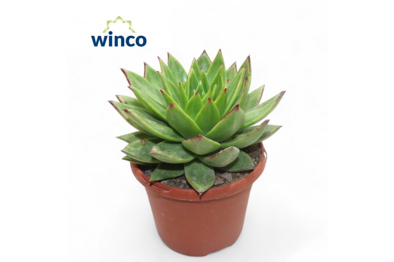 Echeveria lipstick 
