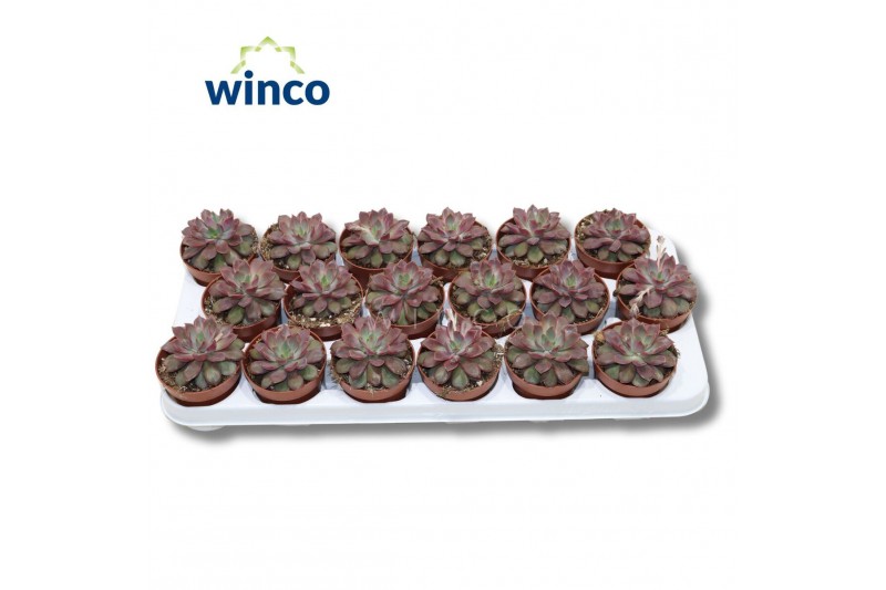 Echeveria Mina 