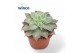 Echeveria Echeveria Madiba overige bl. 