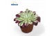 Aeonium Aeonium Red Copper 1 pp 