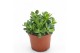 Crassula ovata minor 