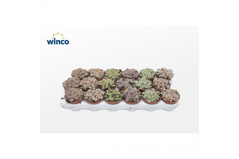 Lithops hookeri Lithops Mix (group) 