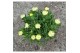 Delosperma ice cream yellow Aubrieta gracilis Kitte Blue 