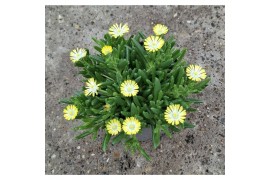 Delosperma ice cream yellow Aubrieta gracilis Kitte Blue
