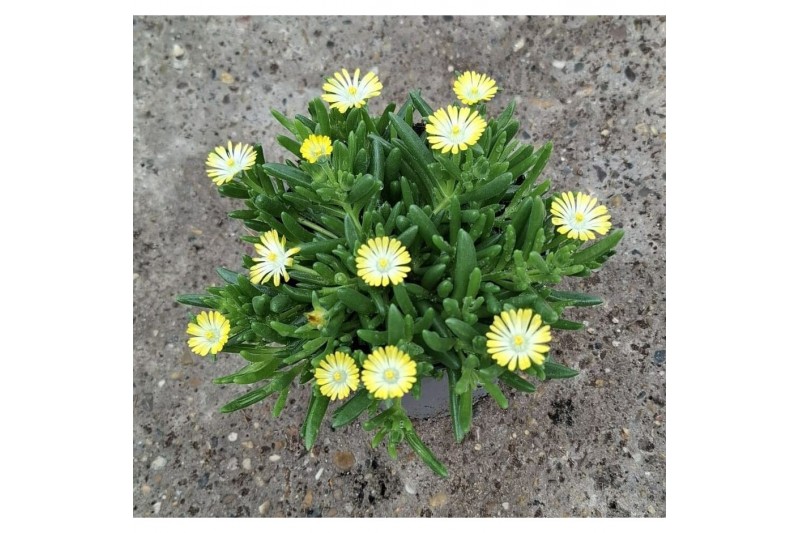Delosperma ice cream yellow Aubrieta gracilis Kitte Blue Delosperma ice cream yellow Aubrieta gracilis Kitte Blue